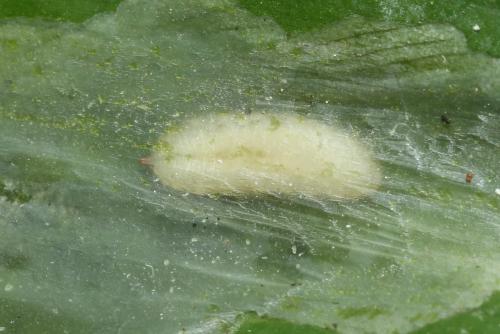Cheilosia fasciata